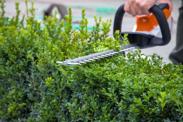 Cost of Hedge Shearing in Lawrence