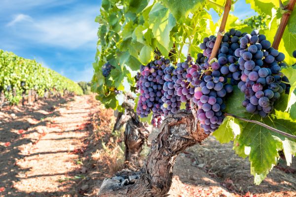 Cost of Grapevine Pruning in Lawrence