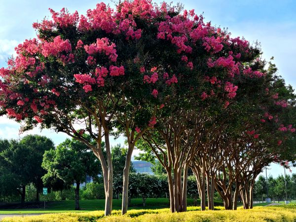 Cost of Crepe Myrtle Pruning in Lawrence