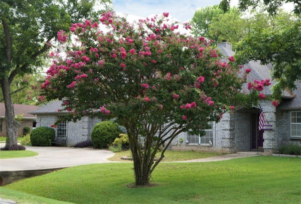 Cost of Crepe Myrtle Trimming in Lawrence