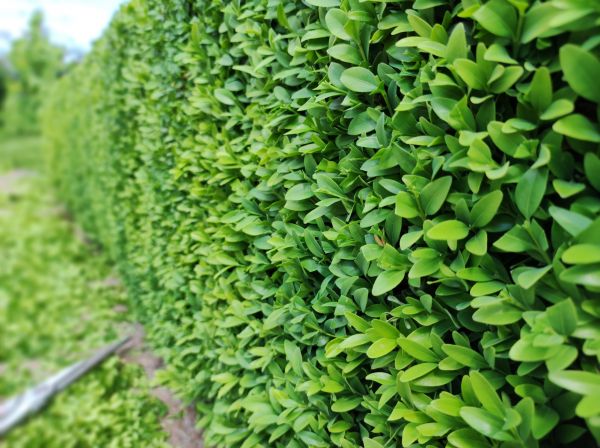 Cost of Boxwood Pruning in Lawrence