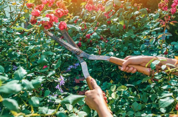 Cost of Knockout Roses Pruning in Lawrence