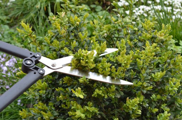 Cost of Boxwood Trimming in Lawrence