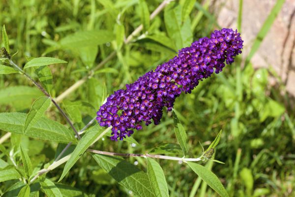 Cost of Butterfly Bush Pruning in Lawrence