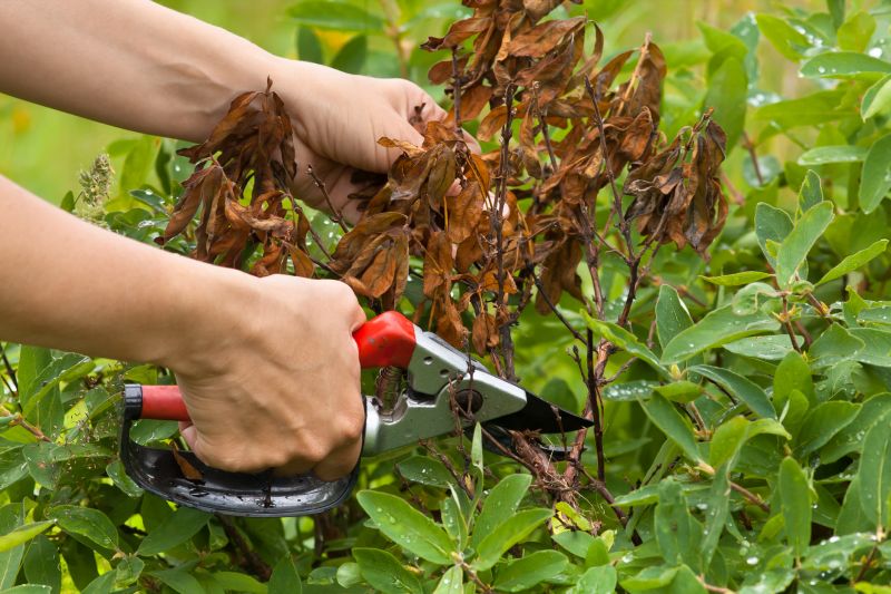 Hydrangea Pruning