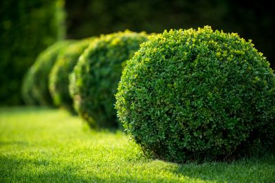 Clean and Tidy Shrubs