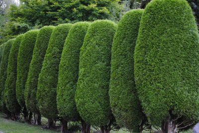 Trimmed Evergreen Shrubs